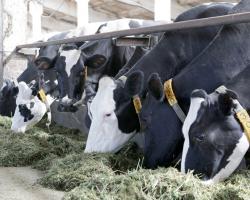 Сервис-период у коров Воспроизводительные способности коров непосредственно влияют на эффективность селекции в стаде, а сервис-период в свою очередь — на воспроизводство и молочную продуктивность